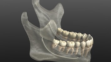 mandible illustration